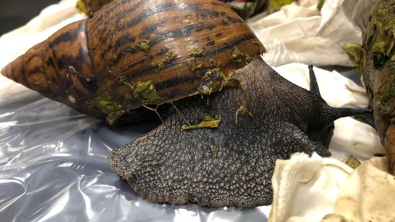 Customs officials pick up 6 of world's 'most damaging snails' at airport