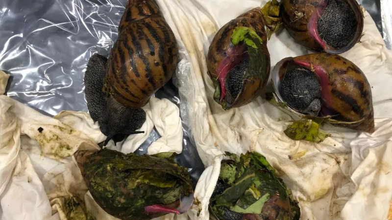 Six giant African snails were discovered at Detroit Metro Airport, U.S. Customs and Border Protection officials announced last week Friday.