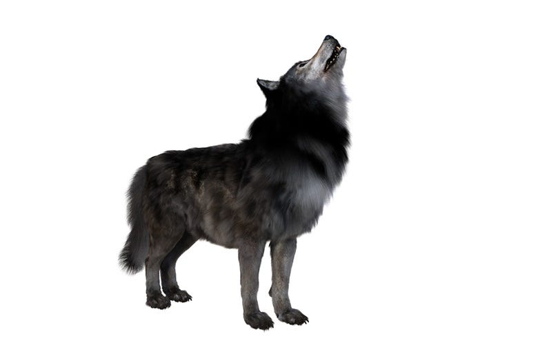 Dire Wolf