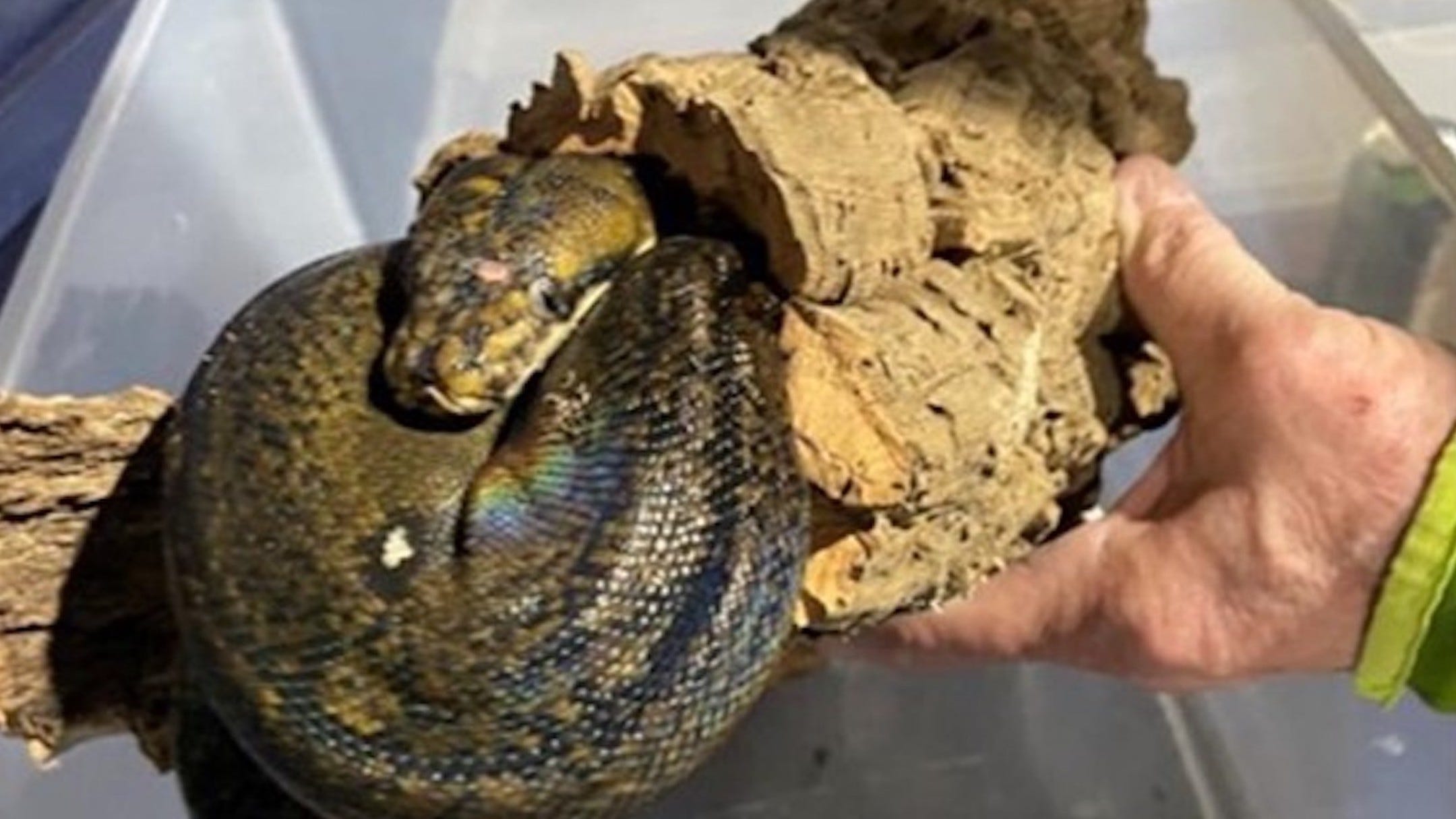 SEIZURE IN SSSUFFOLK: Tip leads to 6-foot python at LI home, owner charged