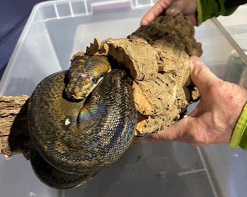 A six-foot-long python was seized from a Long Island home in late March, officials said this week