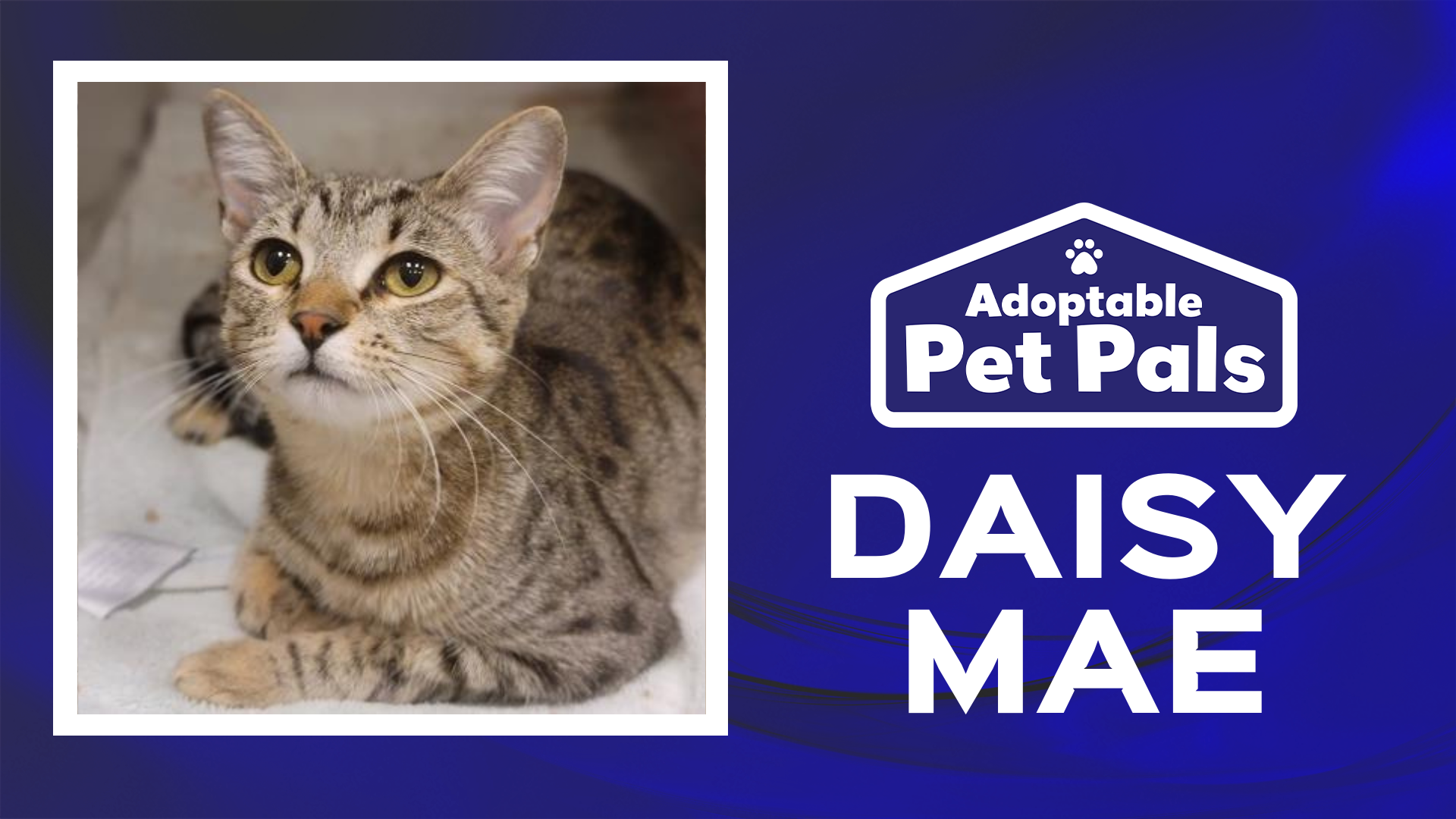 Adoptable Pet Pals: Meet Daisy Mae