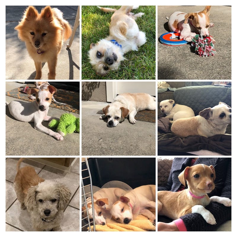 Some of the many dogs Jyothi Sampat has fostered in the course of the past year.