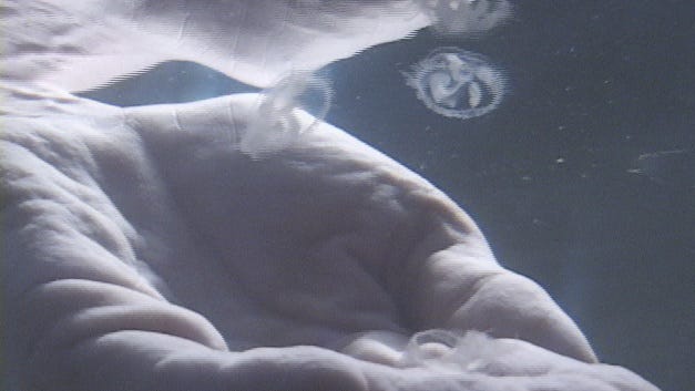 Did you know Michigan waterways are home to freshwater jellyfish? DNR says sightings trigger calls, but no need to panic