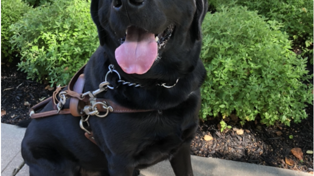 LI woman's dog dies after being left in hot car by Guide Dog Foundation