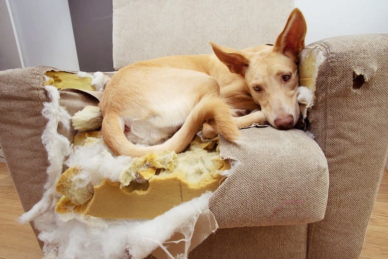 dog destroying a couch