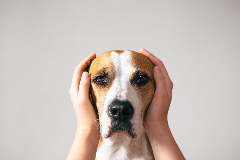 Hands covering a dog's ears