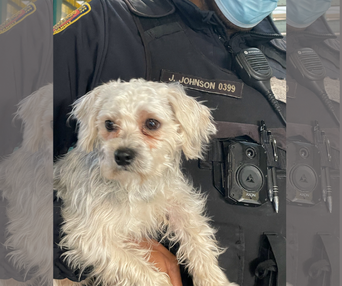 Lost dog