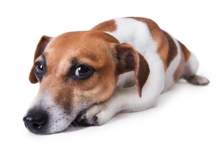 dog with guilty expression