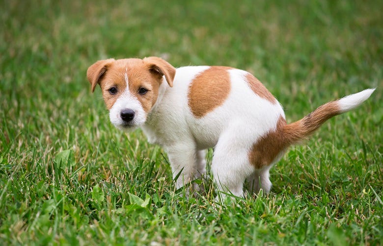 dog pooping 