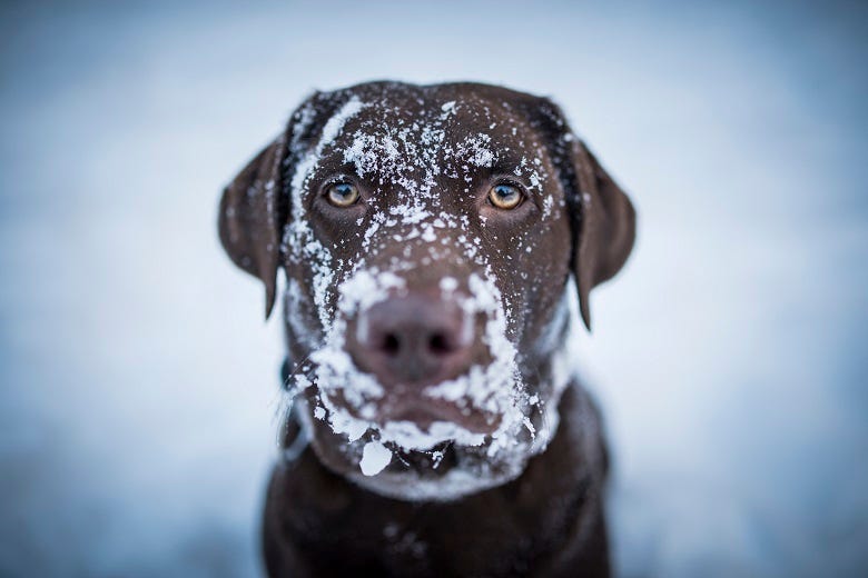 dog with snow covered face