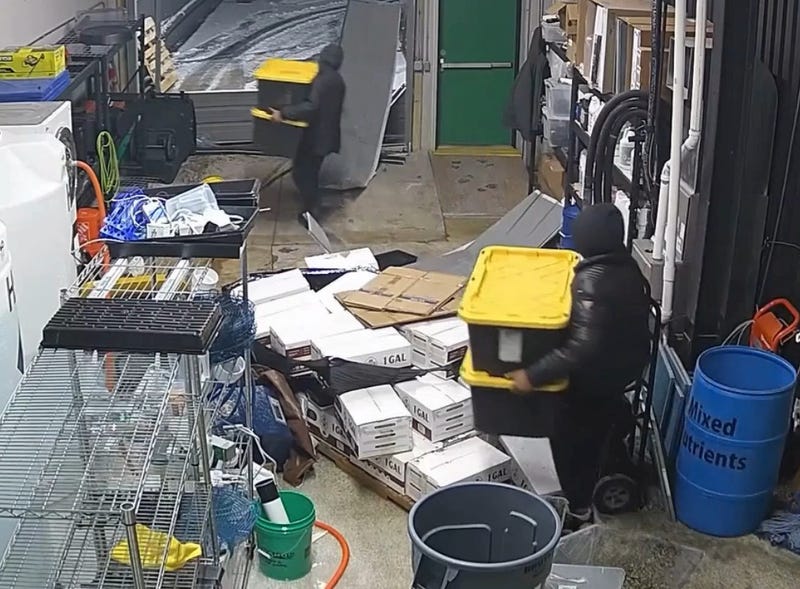 Suspects in marijuana dispensary break-in