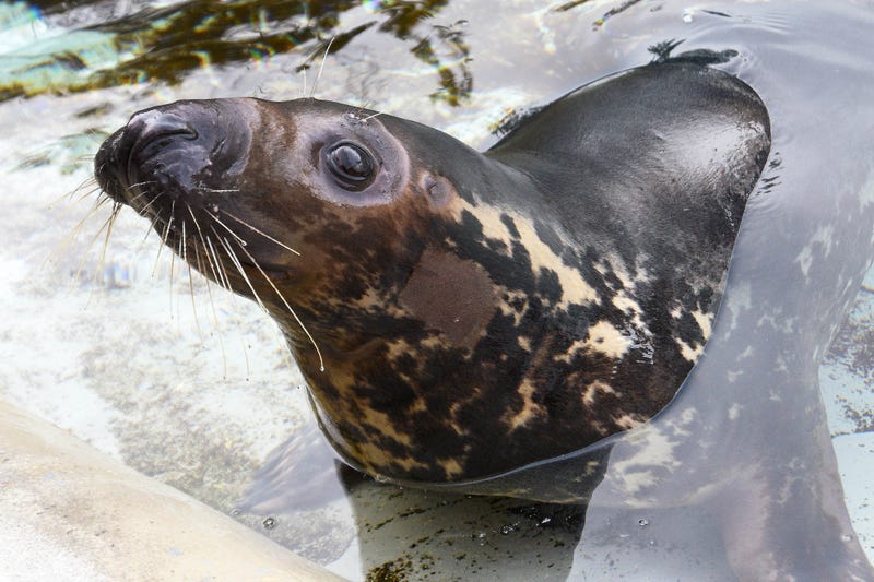 Georgie, a 7-year-old grey seal, recently arrived at Brookfield Zoo. When she was only a few months old, Georgie was found stranded on an island in Georgetown, Maine. Due to being fully blind in one eye and functionally blind in the other, authorities at National Marine Fisheries Service deemed her unreleasable back to the wild.