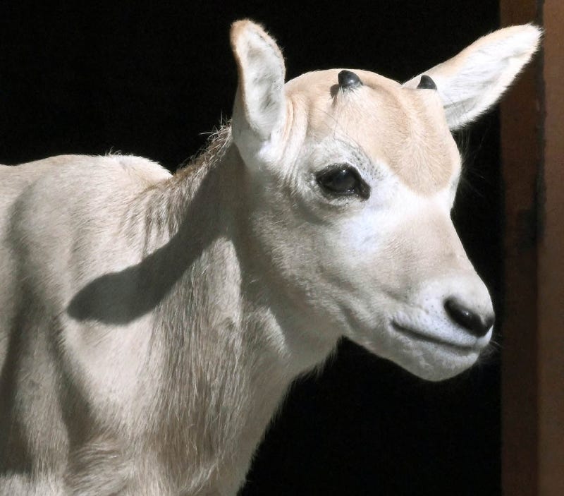 African antelope