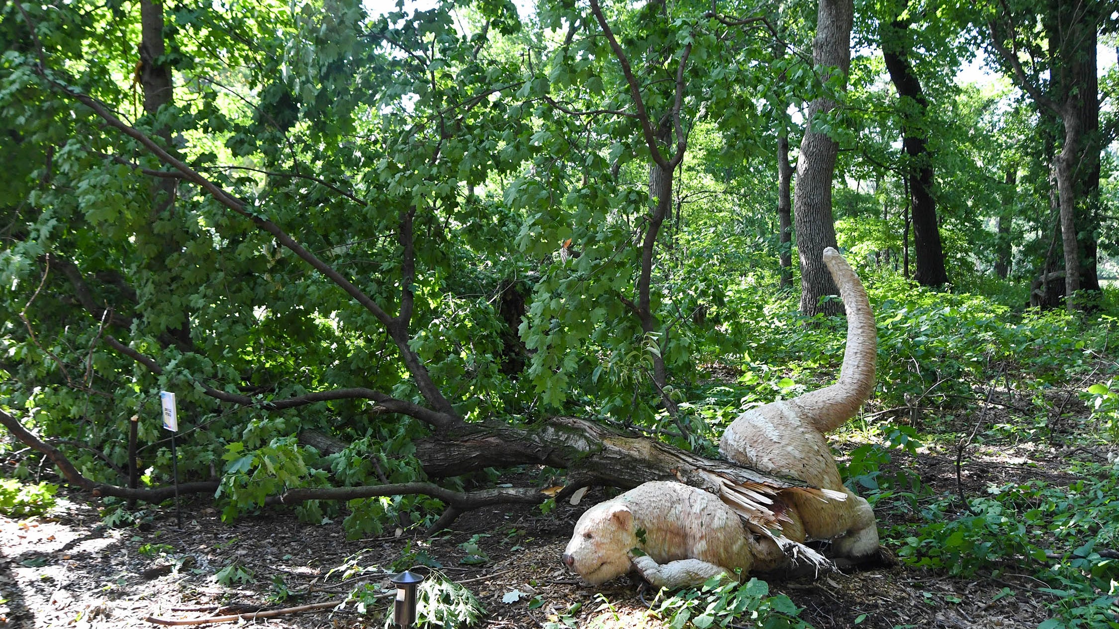 Brookfield Zoo reports no injuries, lots of downed trees, following Chicago-area storm