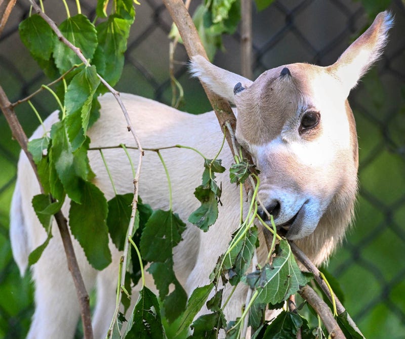 African antelope