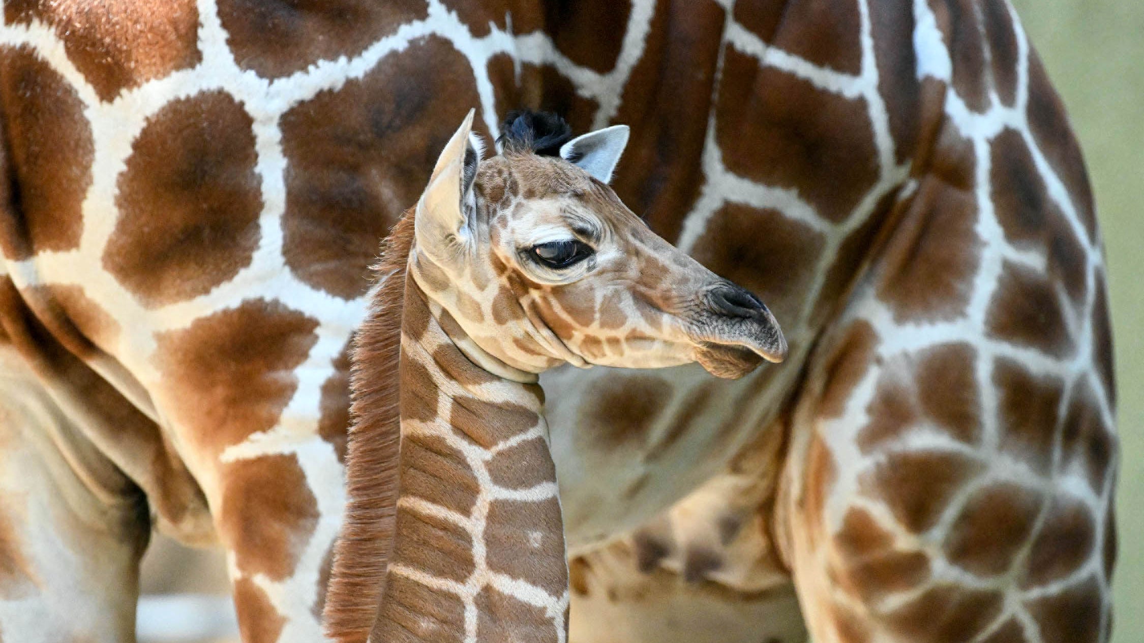 Giraffe calf, weighing 130 pounds and standing 6 feet tall, born at Brookfield Zoo