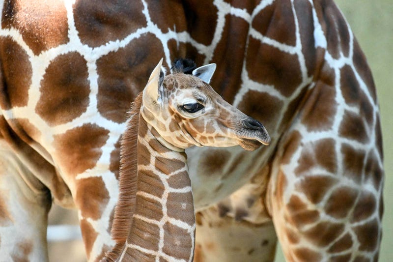 A giraffe calf