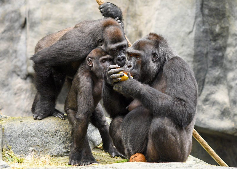 CZS-Brookfield Zoo