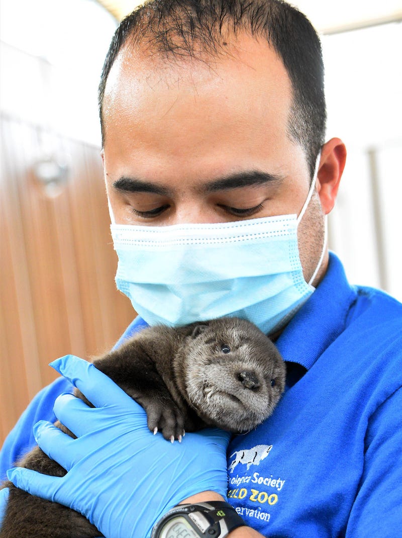 Craig Stevens, an animal care specialist at Brookfield Zoo, with a month-old North American river otter pup. The pup is being hand-reared because his mom was not able to provide him with the proper nourishment he needed.