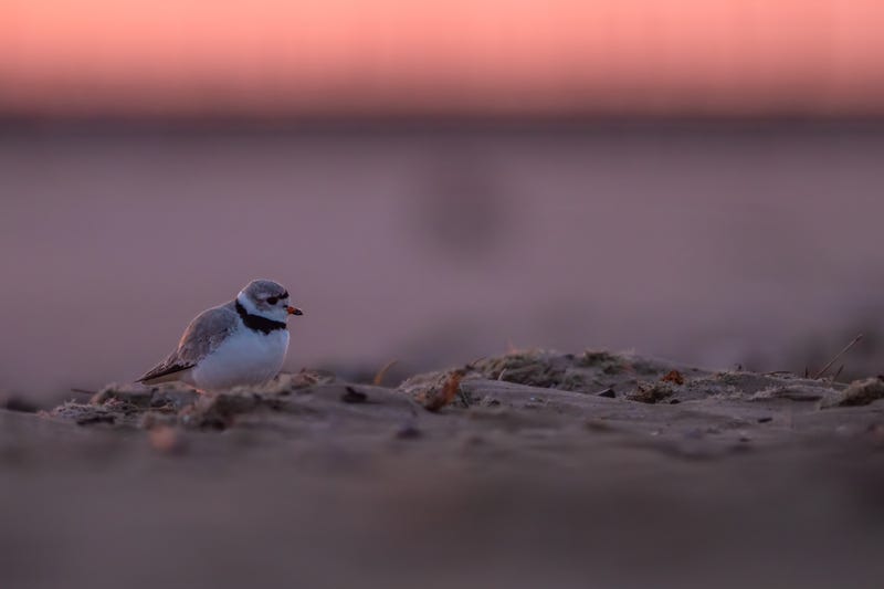 Imani the piping plover at Montrose Beach in Chicago