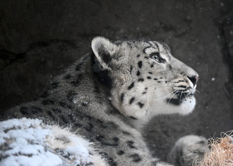 Snow leopard Malaya watches the snow gracefully fall at Brookfield Zoo Chicago.