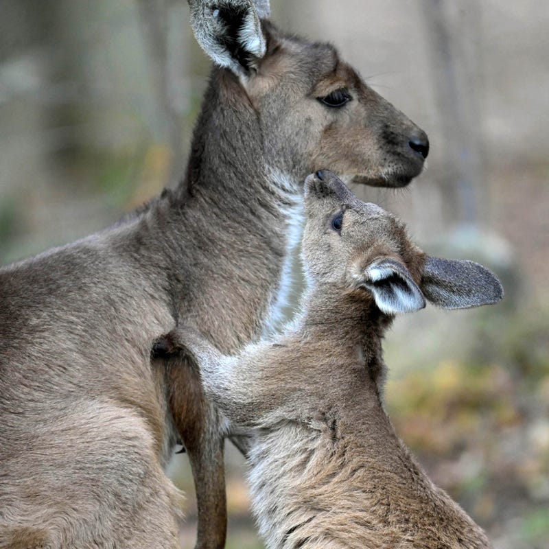 kangaroo