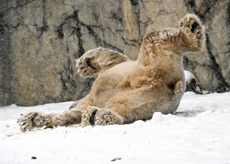 Polar bear Hudson rolls in the snow.