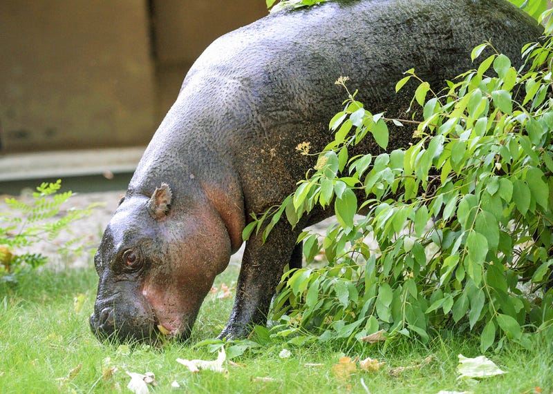 hippo