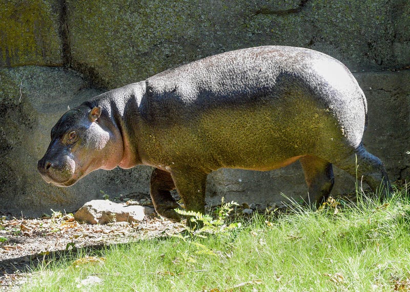 hippo