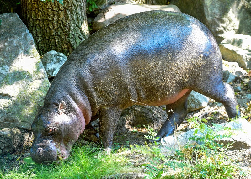 hippo