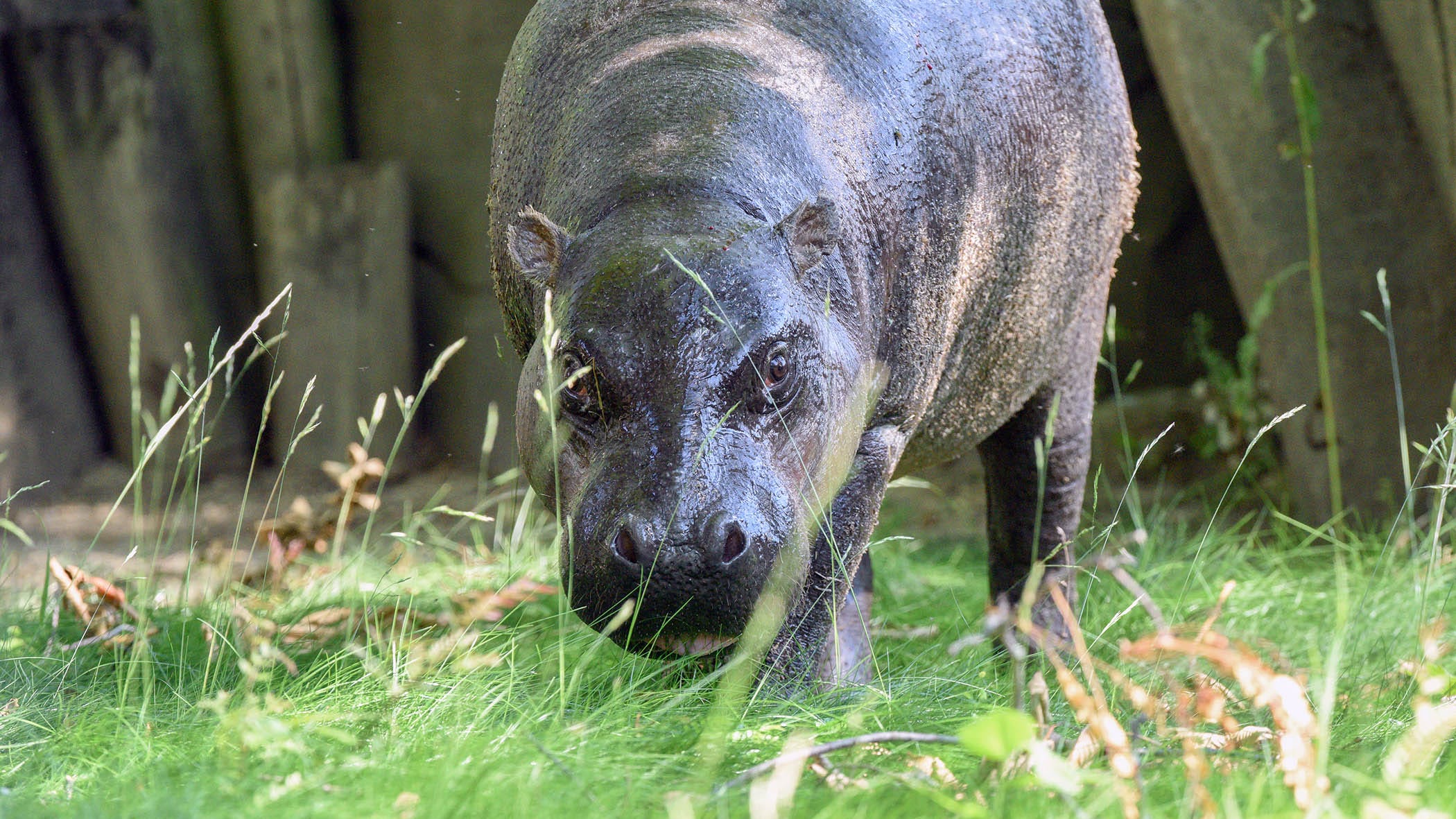 Brookfield Zoo welcomes pygmy hippopotamus calf