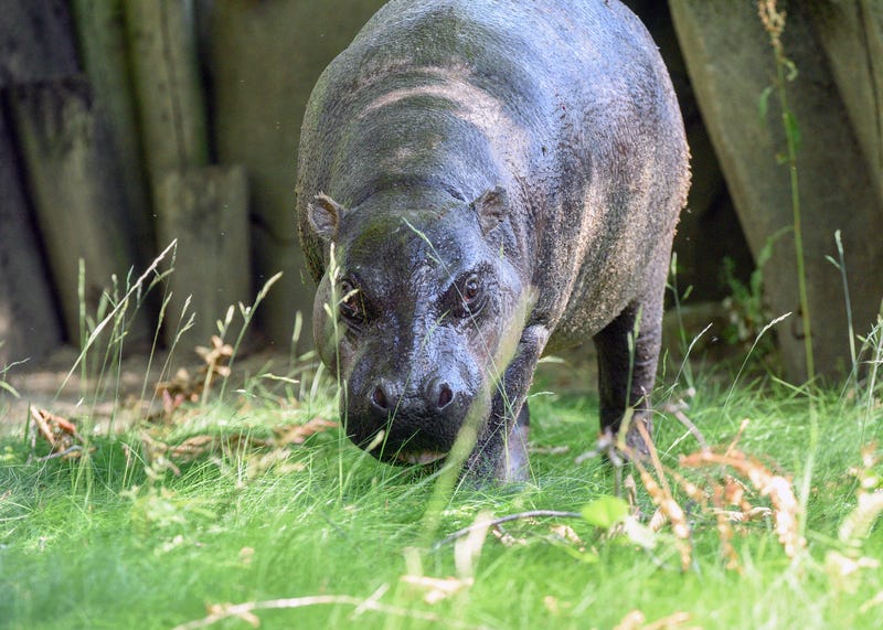 hippo