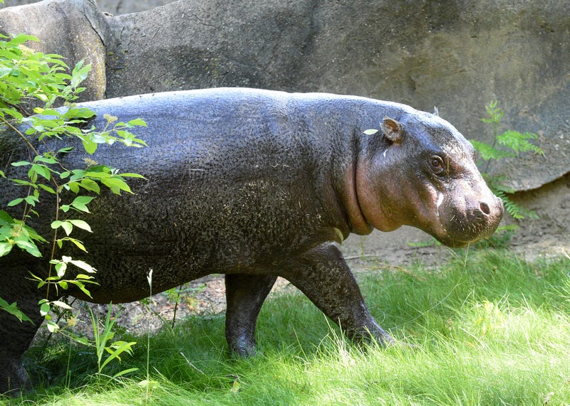 hippo