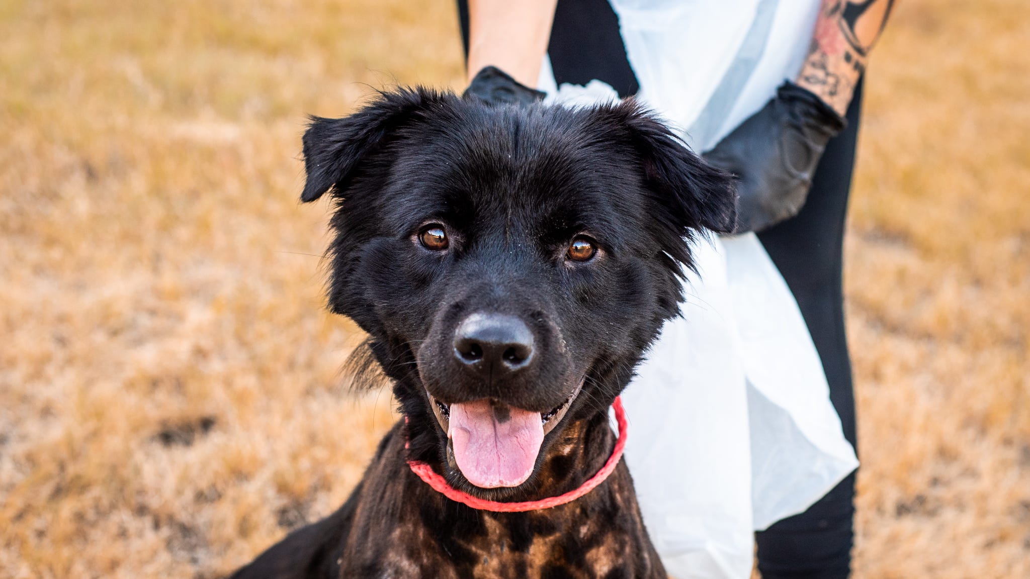 KLUV Canine Corner: Patrick