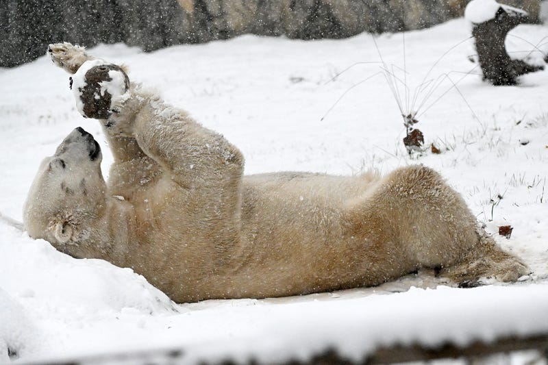 Hudson the polar bear plays in their snowy enclosure at the Brookfield Zoo Chicago on Nov. 21, 2024.