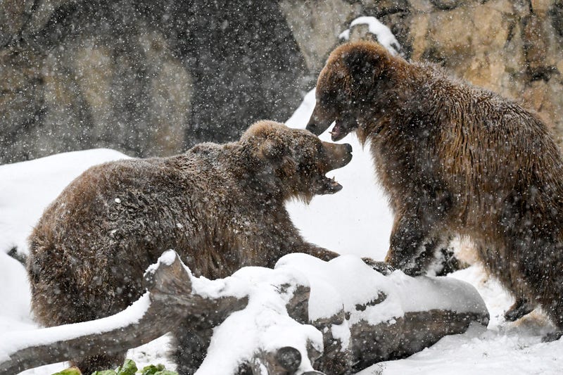 Brown bears Tim and Jess play in the snow.