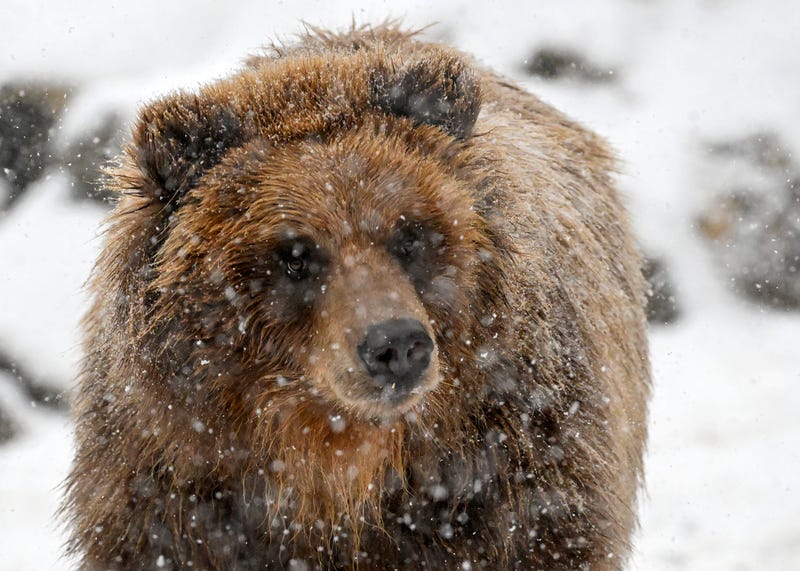 Tim the brown bear.