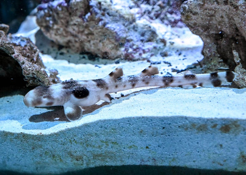 epaulette shark