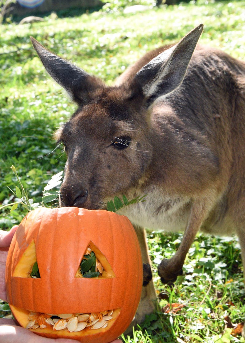 A kangaroo at Brookfield Zoo enjoys a seasonal treat—a carved out pumpkin filled with seeds and leafy greens.