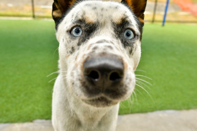 Francis #A1178530