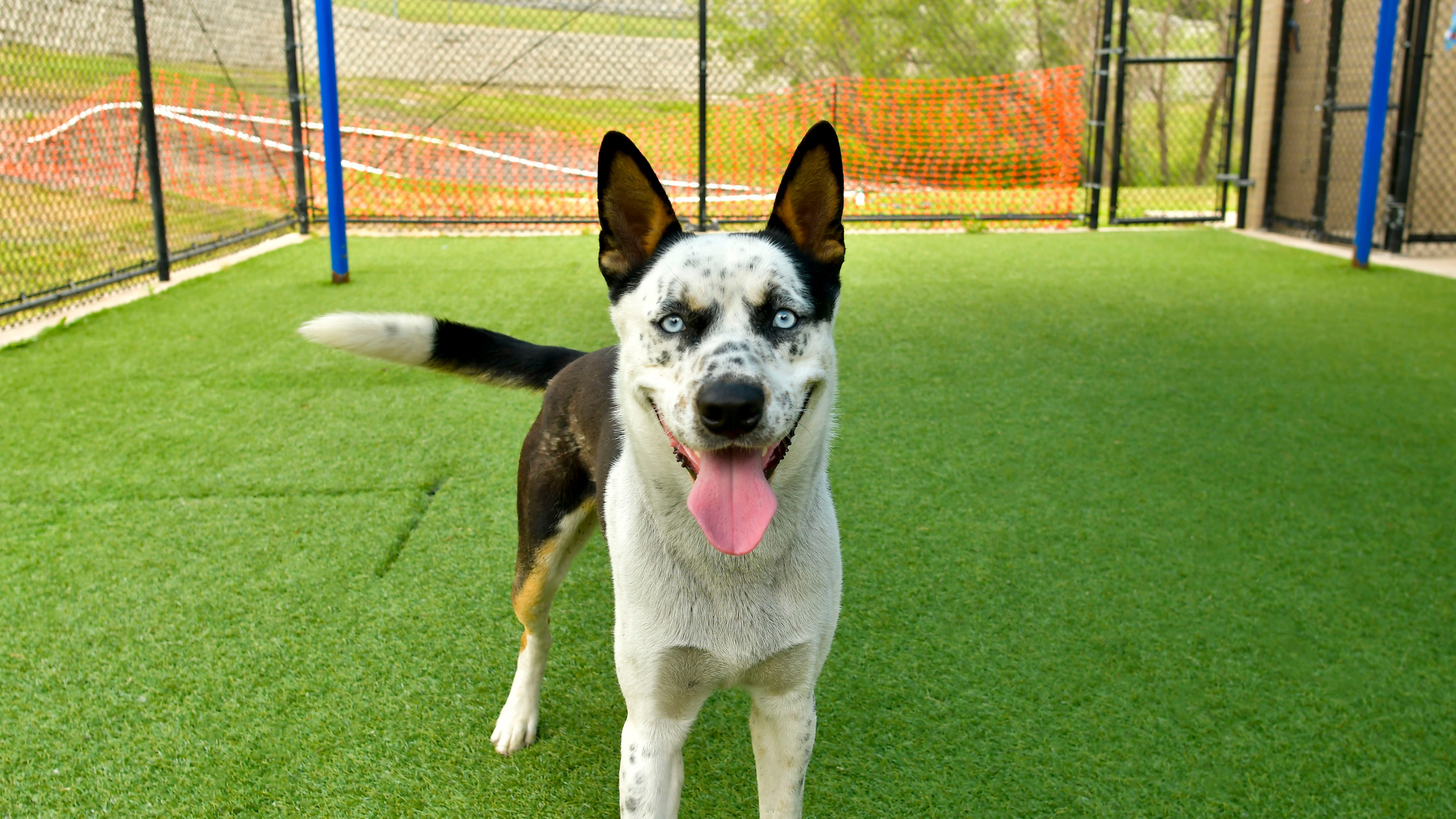 Canine Corner: Francis