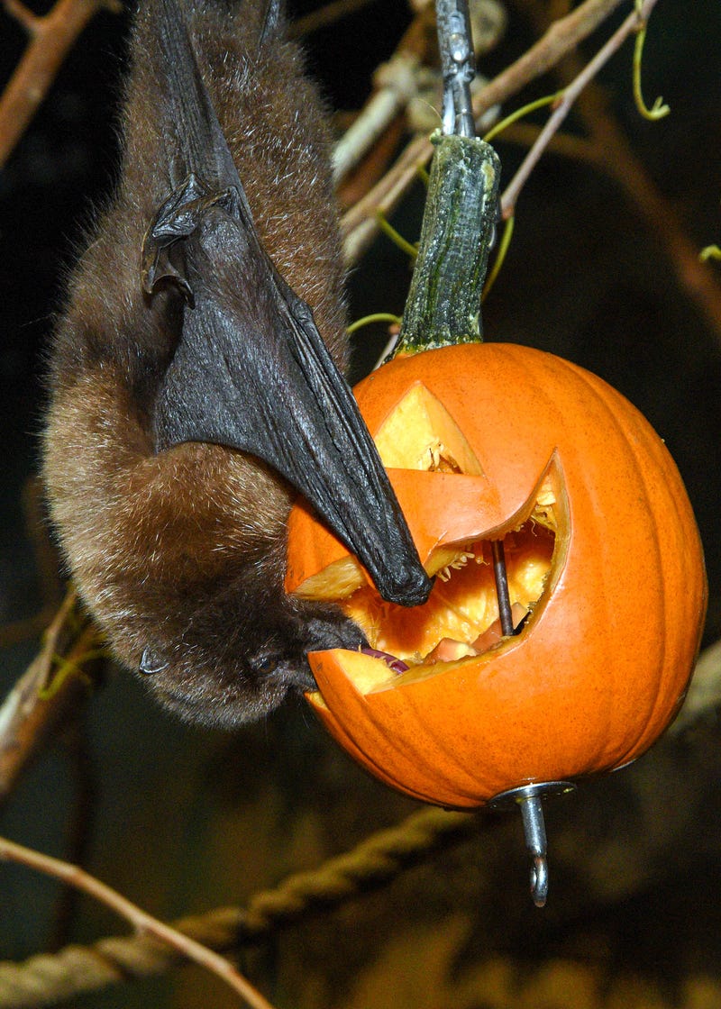 Rod, a Rodrigues fruit bat at Brookfield Zoo, reaches for pieces of fruit inside a carved pumpkin.