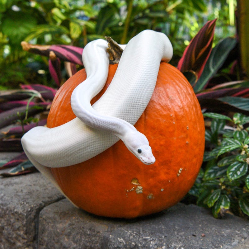 Casper, a ball python at Brookfield Zoo, wraps around a pumpkin.