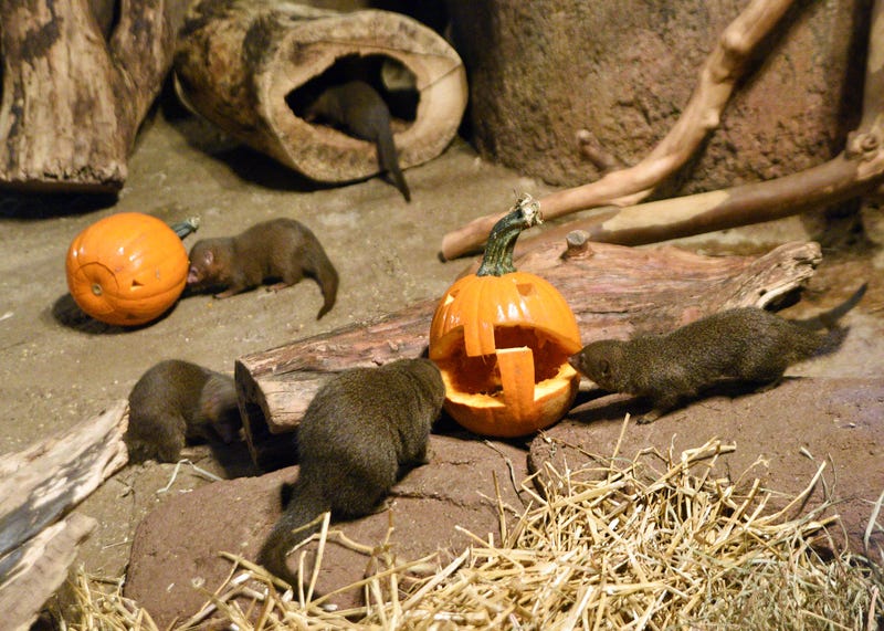 Brookfield Zoo’s mongooses were treated to a seasonal nutritious treat—carved pumpkins filled with squash, carrots, and meat. 