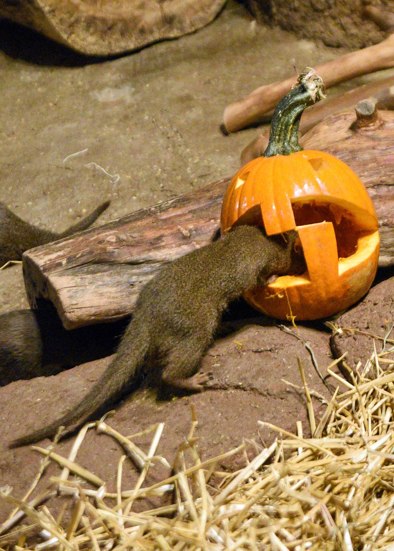 Brookfield Zoo’s mongooses were treated to a seasonal nutritious treat—carved pumpkins filled with squash, carrots, and meat. 