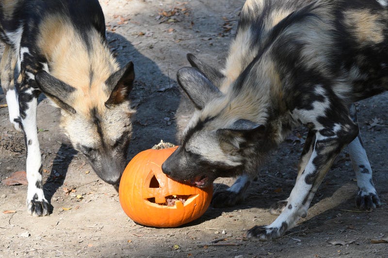 Animal care staff at Brookfield Zoo gave the African painted dogs carved pumpkins filled with tasty meat.