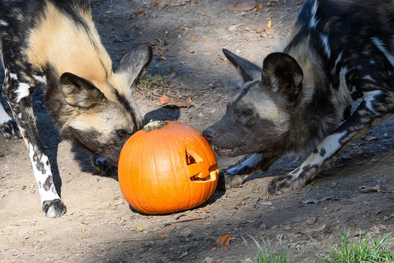 Animal care staff at Brookfield Zoo gave the African painted dogs carved pumpkins filled with tasty meat.