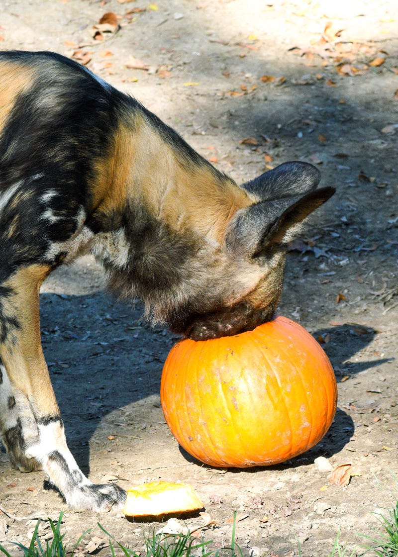 Animal care staff at Brookfield Zoo gave the African painted dogs carved pumpkins filled with tasty meat.