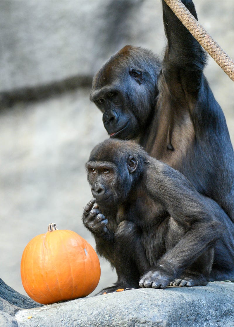 It appears Ali, one of Brookfield Zoo’s western lowland gorillas, is contemplating how to break open a pumpkin.